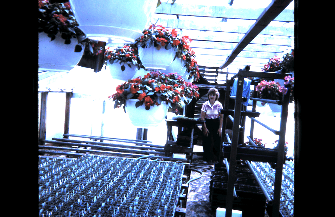 Betty planting