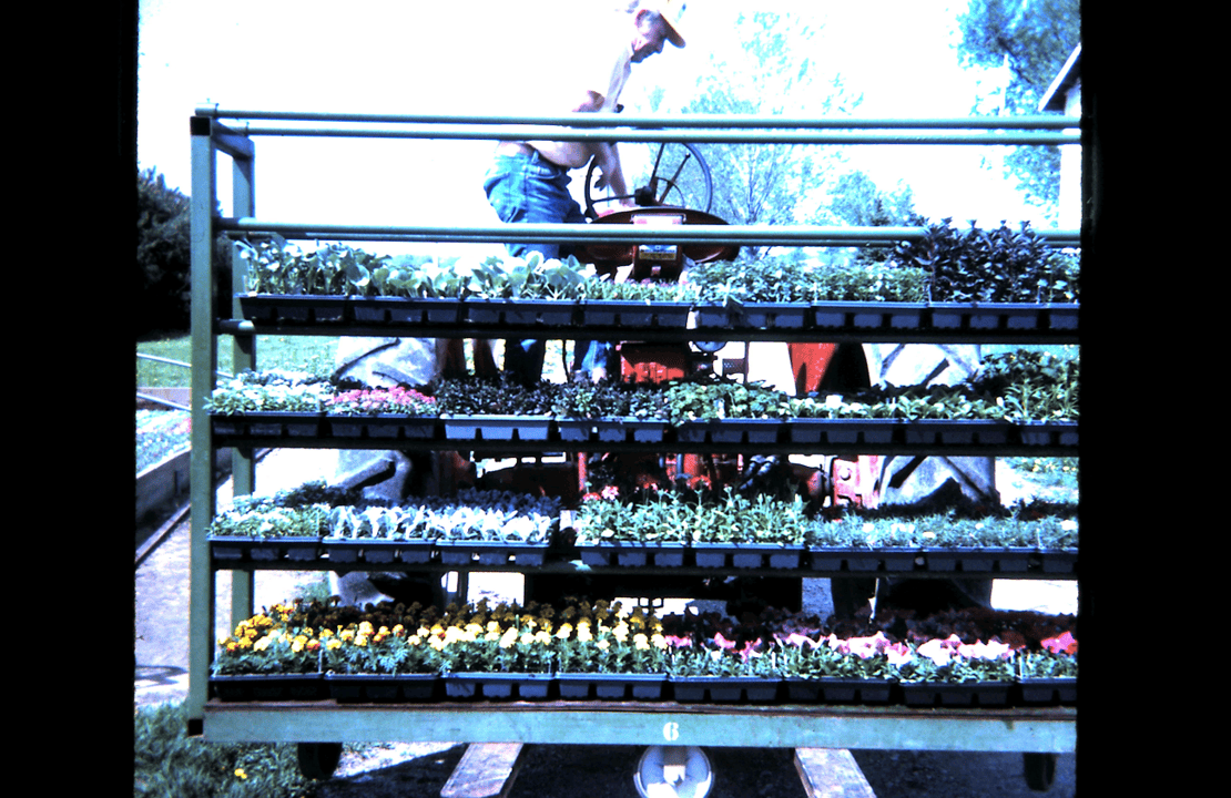 Pulling product out of the cold frame