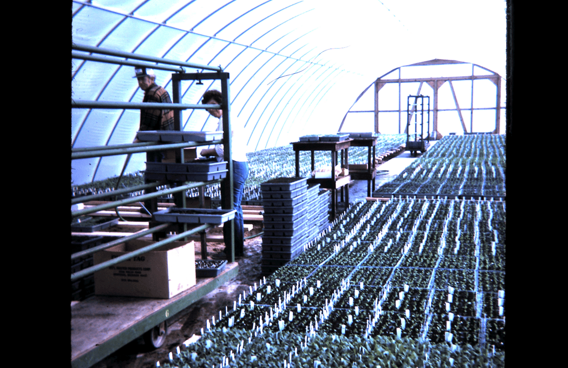 Planting in the new hoop house
