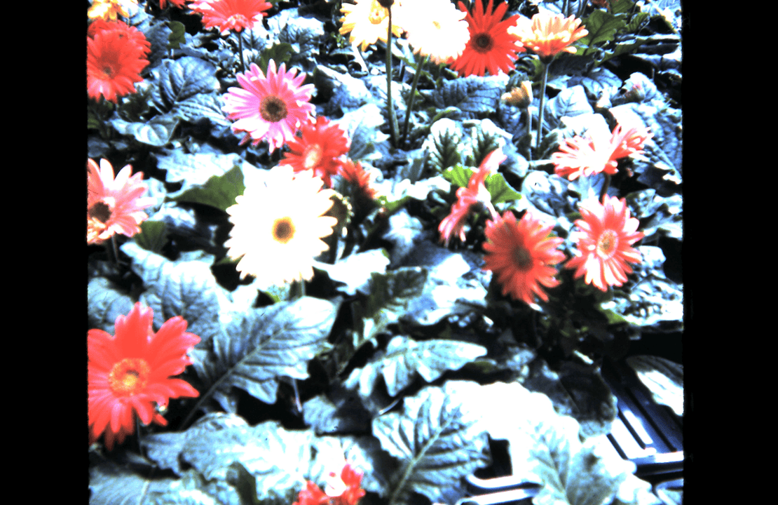Gerbera daisies
