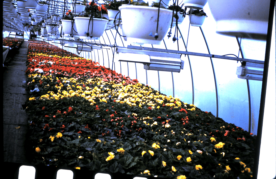Non-stop begonias