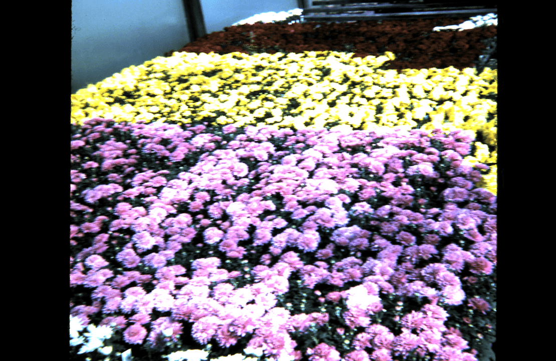 Spring mums