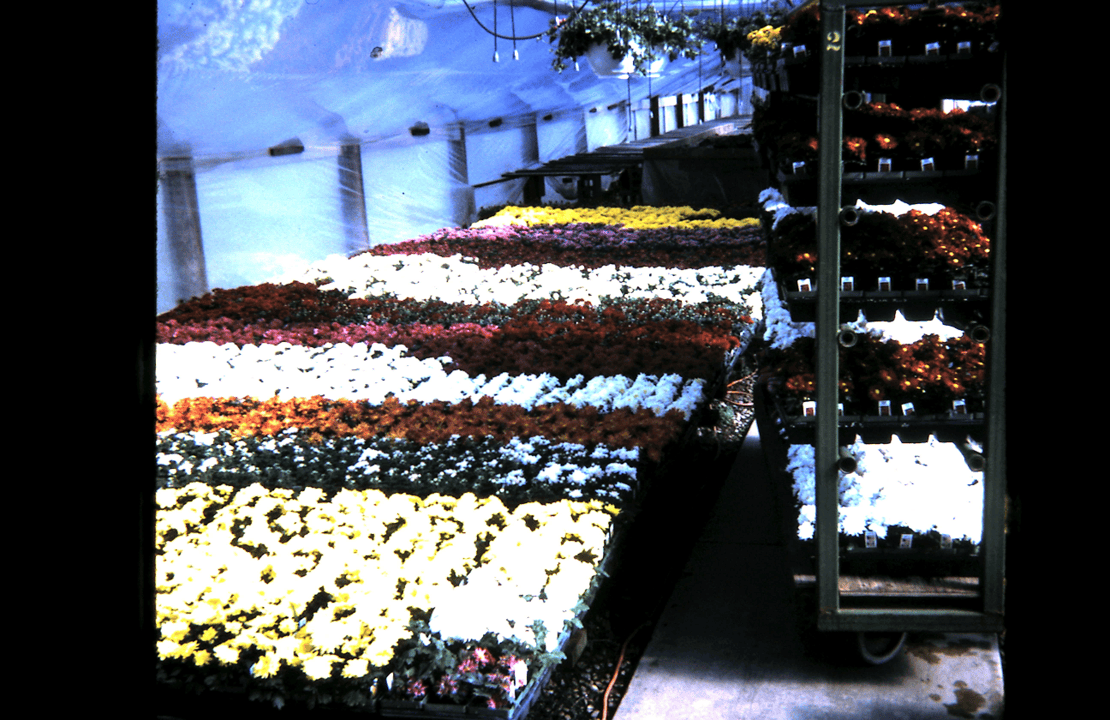 Spring mums