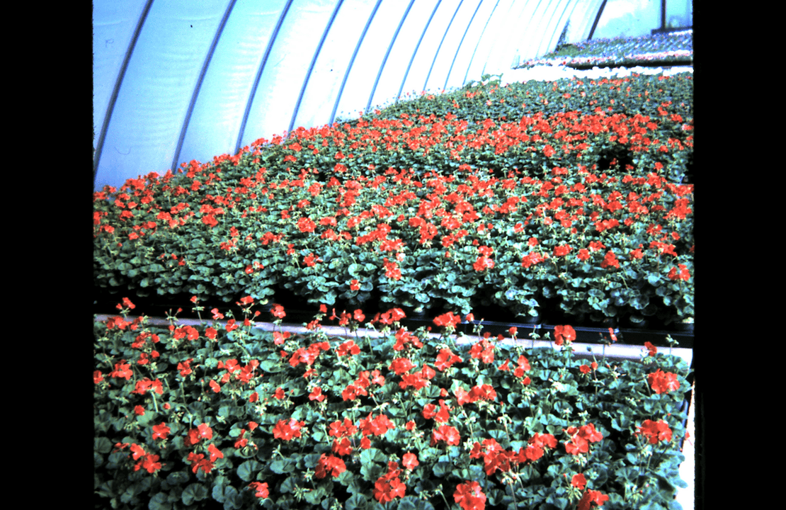 Seed geraniums