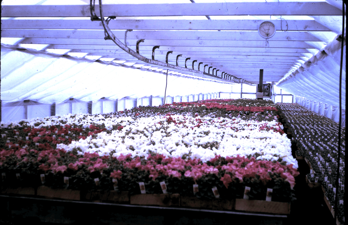 Plants in original house