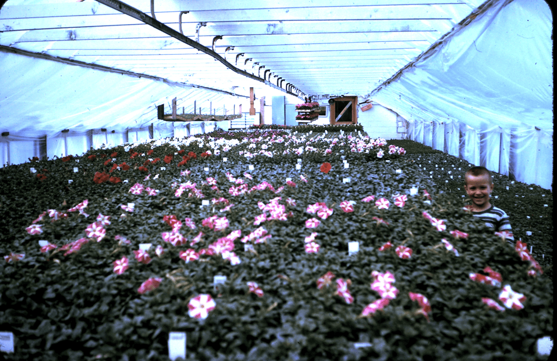 Plants in original house