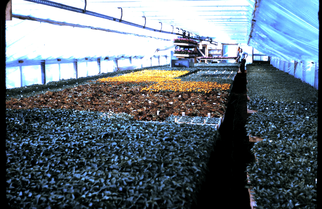 Trolley in 2nd greenhouse