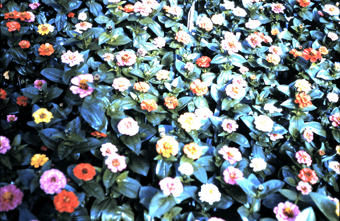 Full bloom
