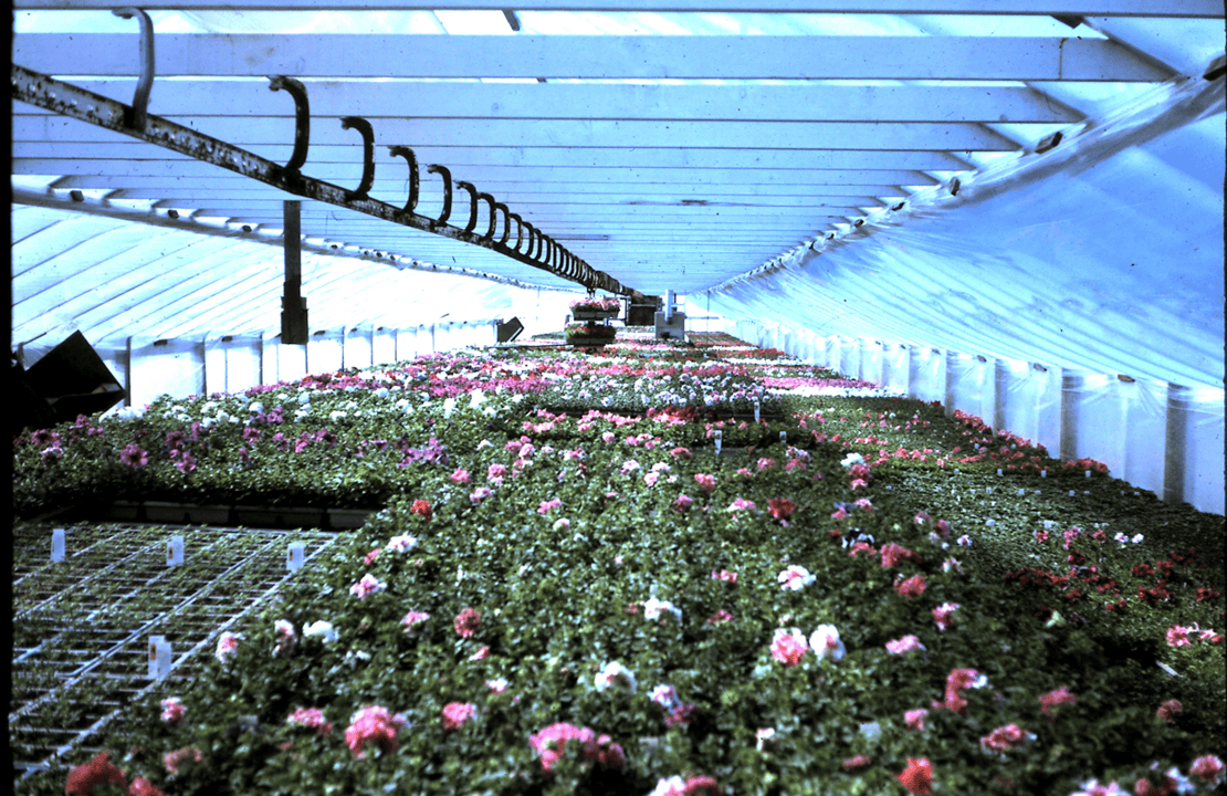 Trolley in 2nd greenhouse