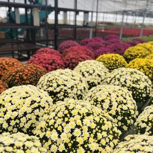 Fall Mums-8 inch pot